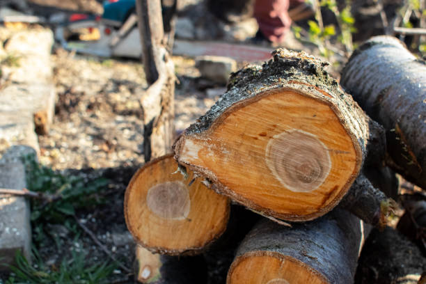 How Our Tree Care Process Works  in  Dyersville, IA